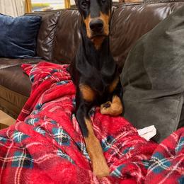 Fendi - Doberman Pinscher