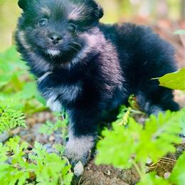 Brewski - Black and tan male Pomeranian puppy in Buck Valley, Pennsylvania from Buck Valley Pomeranians