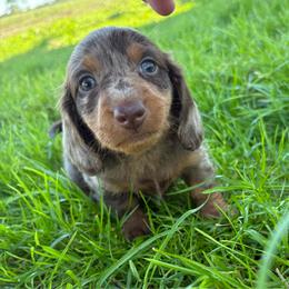 Allspice - Dapple male Dachshund puppy in Springfield, Ohio from LUXEYPUPS