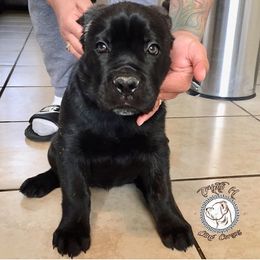 Cane Corso Puppies from Triple H Cane Corso