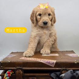 Martha - Apricot female Goldendoodle puppy in Neillsville, Wisconsin from Granton Creek
