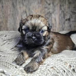 Tater - Sable male Shih Tzu puppy in Mountain Grove, Missouri from Precious Puppies