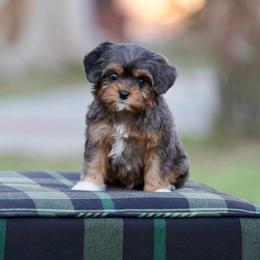 Sucrè - Merle male Bernedoodle puppy in Denham Springs, Louisiana from GimiPup Doodles