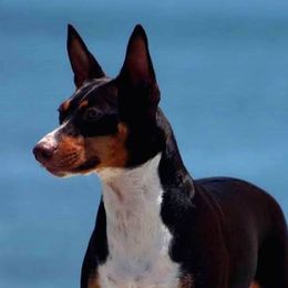 Rat Terriers from Skippin CJ Standard Rat Terriers