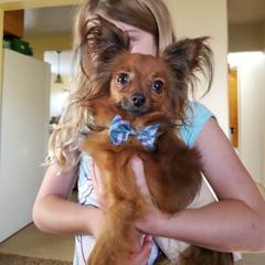 Vasyll - Russian Toy