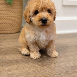Goldendoodle and Maltipoo Puppies from ENC Goldendoodles And Maltipoos