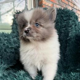 Freckles - Blue merle male Pomeranian puppy in San Jacinto, California from Savvypomeranians