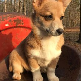 American Corgis and Pembroke Welsh Corgis from Summersville Corgis of Groves Farm