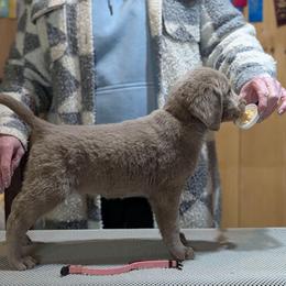 Donner - female Long Haired Weimaraner puppy in Evart, Michigan from Drehbar Weimaraners