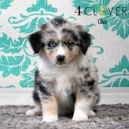 Clue - Blue merle male Miniature American Shepherd puppy in Carlisle, Pennsylvania from 4 Clovers Kennel