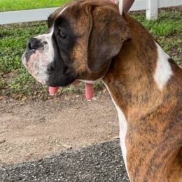 Vada - Boxer