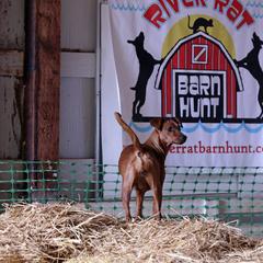 German Pinscher All Grown Up from RiverRAT Barn Hunt