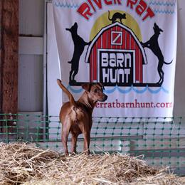 German Pinscher All Grown Up from RiverRAT Barn Hunt