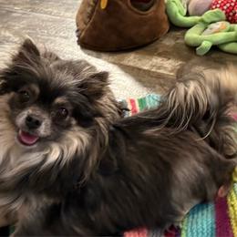 Matcha - Chihuahua