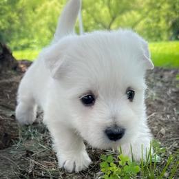 West Highland White Terrier puppies from The West Acres