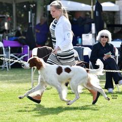 Tony - Irish Red and White Setter