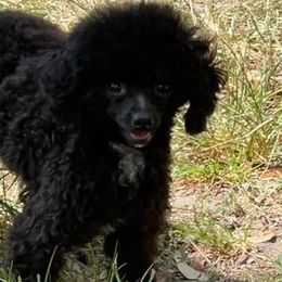 Porsha - Poodle