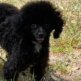Porsha - Poodle