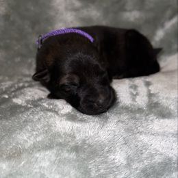 Purple color - Sable female German Shepherd puppy in Marion, Ohio from Legacy K9’s
