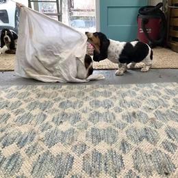 Basset Hound Puppies from Honey Moon Hounds