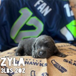 Zyla - Charcoal female Dilute Retriever puppy in Puyallup, Washington from 12 Door Farm Labradors