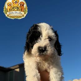 Boy 1 - Parti male Goldendoodle puppy in Sanger, California from Delta Doodless