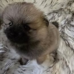 Puppy 1 - Cream sable male Pomeranian puppy in Lebanon, Indiana from Duran's Huskies and Pomeranians