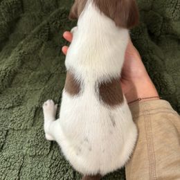 German Shorthaired Pointer Puppies from Golden pointers