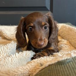 Brooke - Chocolate female Dachshund puppy in Mountain Grove, Missouri from Happy Hounds