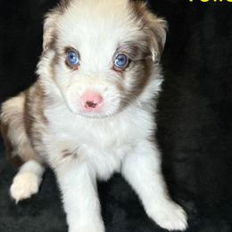 Miniature American Shepherds from Kayla Tarver