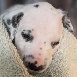 Girl 9 - White and black female Dalmatian puppy in Maryville, Tennessee from Coachside Dalmatians