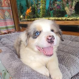 Jessy - Blue merle male Australian Shepherd puppy in Guthrie, Oklahoma from 2bar Aussies