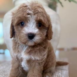 Kristopher - Red male Cavapoo puppy in Yuciapa, California from AlltheDoodlez_