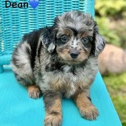 Dean - Blue merle male Aussiedoodle puppy in Lancaster, Minnesota from Finney Ranch