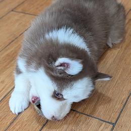 BxE g4 - Chocolate female Pomsky puppy in Charlotte, Michigan from Moore Pomskies