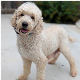 Tweed - Goldendoodle