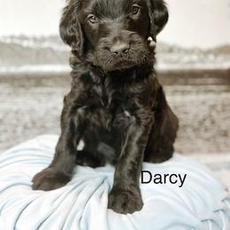 Darcy - Black male Goldendoodle puppy in Pasco, Washington from Camp Doodle Woods