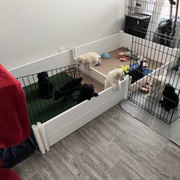 Poodle Puppies from Tyler Family Poodles