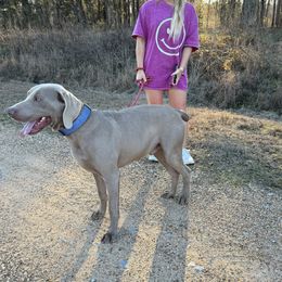 Weimaraners from Southern Magnolia Weimaraners