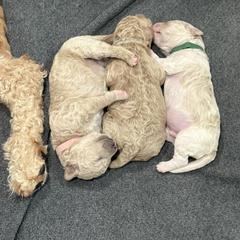Goldendoodle Puppies from Bellegrove Goldendoodles