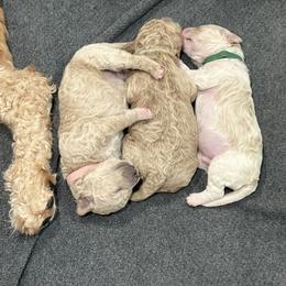 Goldendoodle Puppies from Bellegrove Goldendoodles