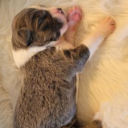 Faith - Dilute blue female Australian Shepherd puppy in Bangs, Texas from Red Wagon Aussies
