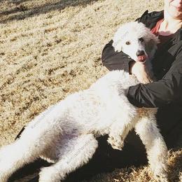Poodle Puppies from Suzie's Poodles