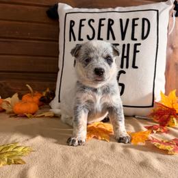 Gray Collar - Blue speckled male Australian Cattle Dog puppy in Nevada, Missouri from Back Road Dog Company, LLC