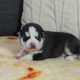 Niko - Black and white Siberian Husky puppy in Kennesaw, Georgia from King Husky Puppies