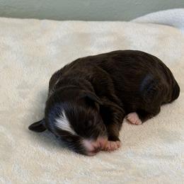 Mable - Liver female Miniature Schnauzer puppy in Brundidge, Alabama from Deez Pups Magnificent Schnauzers