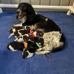 Dachshund puppies from Daweshunds