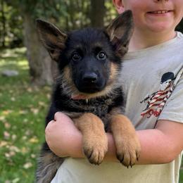 Miss Pink - Black and tan female German Shepherd puppy in Lawton, Michigan from Free Indeed Shepherds