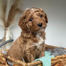 CUDA - Gold Collar - Apricot male Goldendoodle puppy in Watertown, New York from True Friend Doodles
