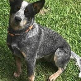 Australian Cattle Dogs from Richards Ranch